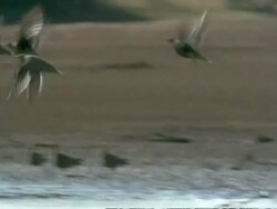 Flock of Namaqua Sandgrouse (Pterocles namaqua), fly over waterhole, land, drink WS, Namaqualand, South Africa Stock Footage