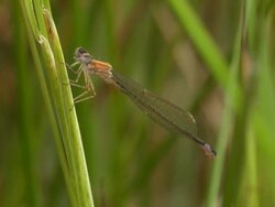 Damselfly Stock Footage