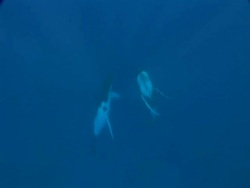 Cameraman filming Humpback (Megaptera novaeangliae) mother and calf ascending to surface and frolicking, Toku, Tonga Stock Footage