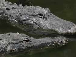 Wild Gator Couple Stock Footage