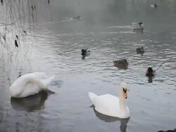 Swans & ducks Stock Footage