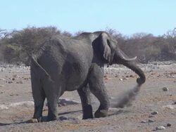 African Elephant Stock Footage