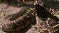 A rattle snake coils and strikes. Stock Footage