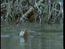MCU Pan right, Otter swimming through water, dives underwater, South America Stock Footage