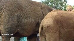Baby elephants in an elephant sanctuary News Clip