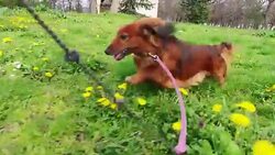Long-haired Dachshund in the park. Stock Footage