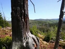 Dead Tree Trunks in Damaged Forest PAN Stock Footage