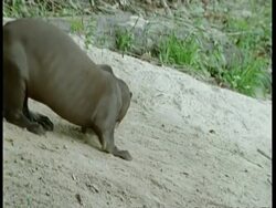MCU Otter sniffing around on riverbank, South America Stock Footage