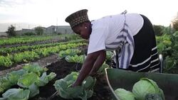 Camera tracks with wheelbarrow African woman harvesting Stock Footage