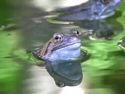 Common Frogs Stock Footage