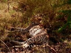MS Cheetah relaxing in shade of tree / Masai Mara, Kenya Stock Footage