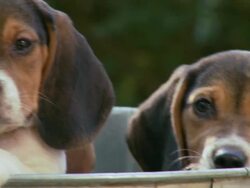  PAN Puppies resting in metal tub / Atlanta, Georgia, United States Stock Footage