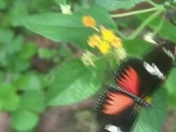 Doris Longwing on a flower Stock Footage