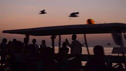 panning: Silhouette of people and Seagull at sunset Stock Footage