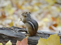 CU Eastern chipmunk (Tamius striatus) chewing open peanut shell on  log amidst autumn leaves / Valparaiso, Indiana, United States Stock Footage