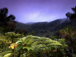 Long Shot steadicam tracking,right , A vivid purple sky glows above the lush El Yunque National Forest in Puerto Rico. / Puerto Rico, El Yunque National Forest Stock Footage