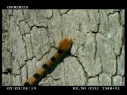 CU Tiger snake climbing tree trunk, pull out to MCU Stock Footage