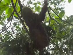 Sloth climbing in rain Stock Footage