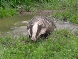 MS PAN SLO MO European Badger, meles meles adult running through water / Calvados, Normandy, France Stock Footage