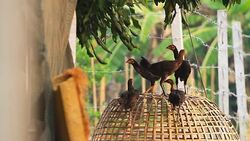 Local Cock in countryside Stock Footage