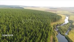 Misty forest landscape, Mpumalanga, South Africa Stock Footage