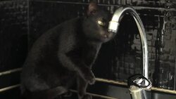 curious cat Stock Footage