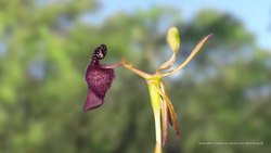 Orchids - The Masters of Lying, Cheating & Stealing Instructional Video