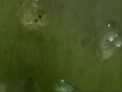 Cypris, freshwater ostracod, resting on algae Stock Footage