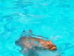 Dolphin in pool Stock Footage