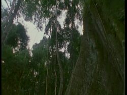 CU tilt up large tree trunk, Amazon, South America Stock Footage