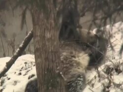 MS TS Shot of giant panda slipping down from snow ground / Wenchuan, Sichuan Province, China Stock Footage