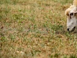 Grazing sheep close up Stock Footage