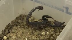 Report published looking at global effects of antibiotic resistance and recommendations to defeat threat of superbugs News Clip