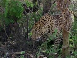 Monaco animals arrive at their new home News Clip