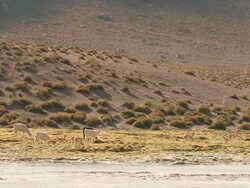 WS Shot of Altiplano Puna grassland in Andes mountains with Vicunia, Vicugna and Llama / San Pedro de Atacama, Norte Grande, Chile Stock Footage