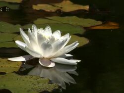 WHITE LOTUS V.2 Stock Footage