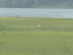 Egret in the marshes 2 Stock Footage