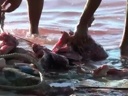 Poaching episode,dramatic live reportage (marlin dissection) Stock Footage