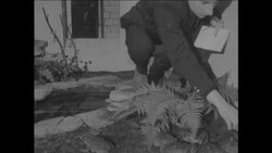 CAN690 CENSUS AT LONDON ZOO Instructional Video