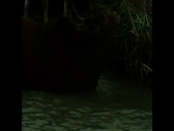 SYND 16 08 74 BENGAL FLOOD SCENES News Clip