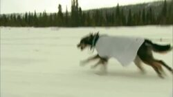 Pairs of sled dogs pull a sled over the snow. Stock Footage