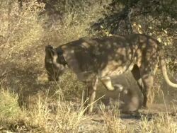 MS TS Shot of collared lioness digging up sand and running through bushy area / Okavango Delta, North-West District, Botswana Stock Footage