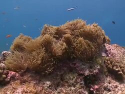 Anemone, Maamigili, South Ari Atoll, The Maldives Stock Footage