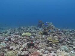 MS POV Shot of Healthy reef / Palau, Micronesia, Palau    Stock Footage