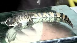 VOICED : Es hora de medir a los animales News Clip