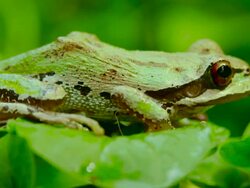 A Pacific Tree Frog jumping Stock Footage
