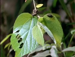 Beetle larvae walking along stem on Dipteryx plant, time lapse, WA, Panama Stock Footage