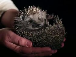 HD - Hedgehog in Human Hands Stock Footage