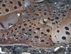 Pleurobranchs, Tan with black spots, mating, close up. Indonesia  Stock Footage