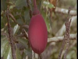CU Ripe fruit hanging from tree, South America Stock Footage